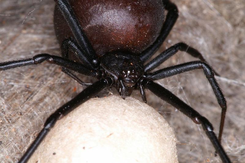 Latrodectus_hasselti_D3632_Z_88_Hamelin pool_Australie.jpg